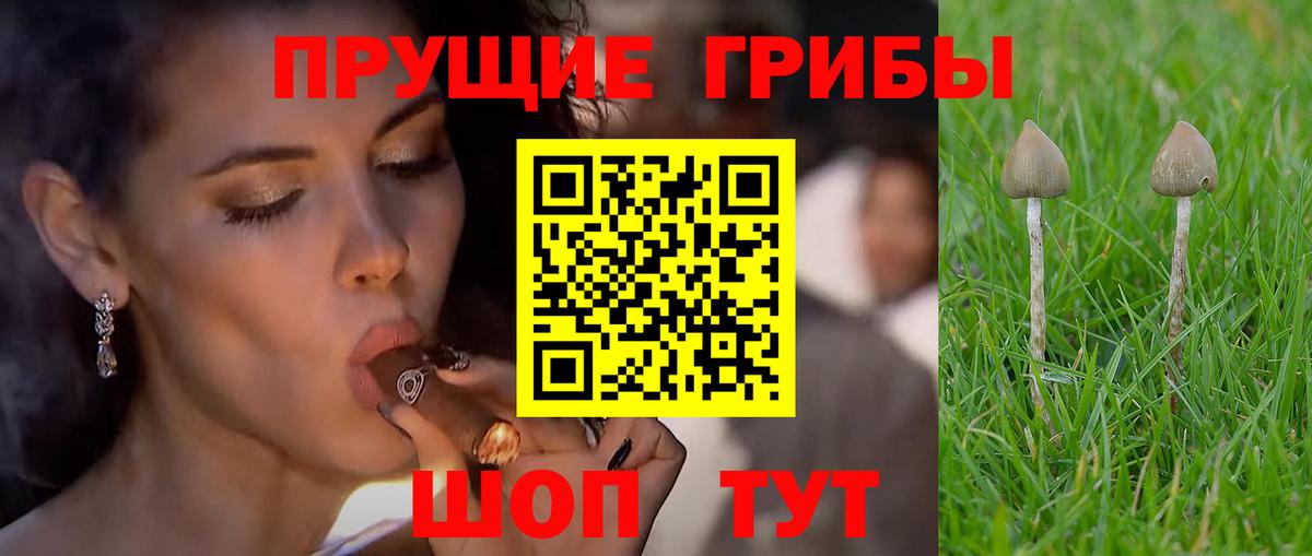 Великие Луки  Псилоцибиновые грибы прущие грибы  Псилоцибиновые грибы Psilocybe  Вход с VPN 